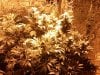 54_days_flowering2.jpg