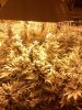 54_days_flowering3.jpg