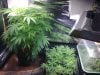 day 74 veg room.jpg