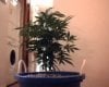 Durban Poison 1 New 10gal  19in.jpg