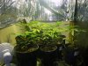 2010 grow #1 004.jpg