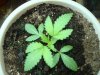 My grow 001.jpg