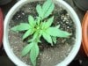 My grow 005.jpg