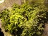 bigkuz68-albums-led-hps-grow-picture101731-dsc00109.jpg