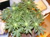 bag seed 3 weeks flower.jpg