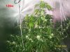 9 weeks flowering 001 600x449.jpg