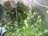 9 weeks flowering 008 600x449.jpg