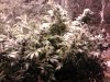 58_days_flowering6.jpg