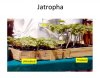 Roots Jatropha Comparison.jpg