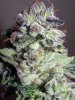 Black Domina Harvest Bud.jpg