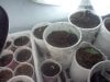 seedlings3.jpg