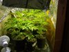 2010 grow #1 007.jpg