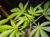 2010 grow #1 006.jpg