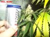 9 weeks flowering beer can 008 600x449.jpg