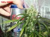 9 weeks flowering beer can 003 600x449.jpg