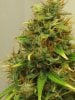 7weeks6daysflower 010.jpg