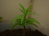 FirstPlant-Day34.jpg