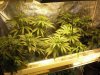 grow 14 days of flowring 003.jpg