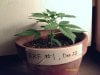 weed plants 042.jpg