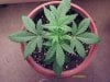 weed plants 044.jpg