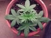 weed plants 041.jpg