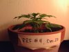 weed plants 049.jpg