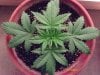 weed plants 052.jpg