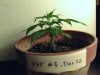 weed plants 046.jpg