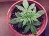 weed plants 048.jpg