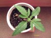 weed plants 023.jpg