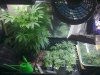 day 82 veg room2.jpg