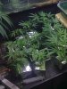 day 82 veg room 3.jpg