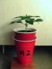 weed plants 024.jpg