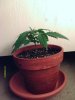 weed plants 033.jpg