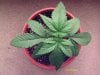 weed plants 036.jpg