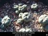 lophophora_williamsii11.jpg