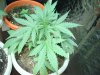 My grow 007.jpg