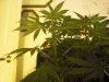 grow 16 days of flowring 011.jpg