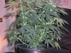 grow 16 days of flowring 012.jpg