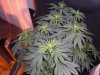 grow 16 days of flowring 013.jpg