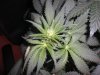 grow 16 days of flowring 014.jpg