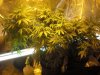 grow 16 days of flowring 017.jpg