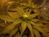 grow 16 days of flowring 020.jpg