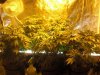 grow 16 days of flowring 026.jpg