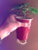 weed plants 075.jpg