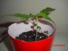 braker642-albums-pc-case-picture103508-plant2-female.jpg