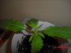 braker642-albums-pc-case-picture103507-plant2.jpg