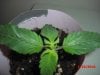 braker642-albums-pc-case-picture103506-plant1.jpg