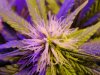 bigkuz68-albums-led-hps-grow-picture103537-dsc00141.jpg