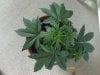 weed plants 3 079.jpg